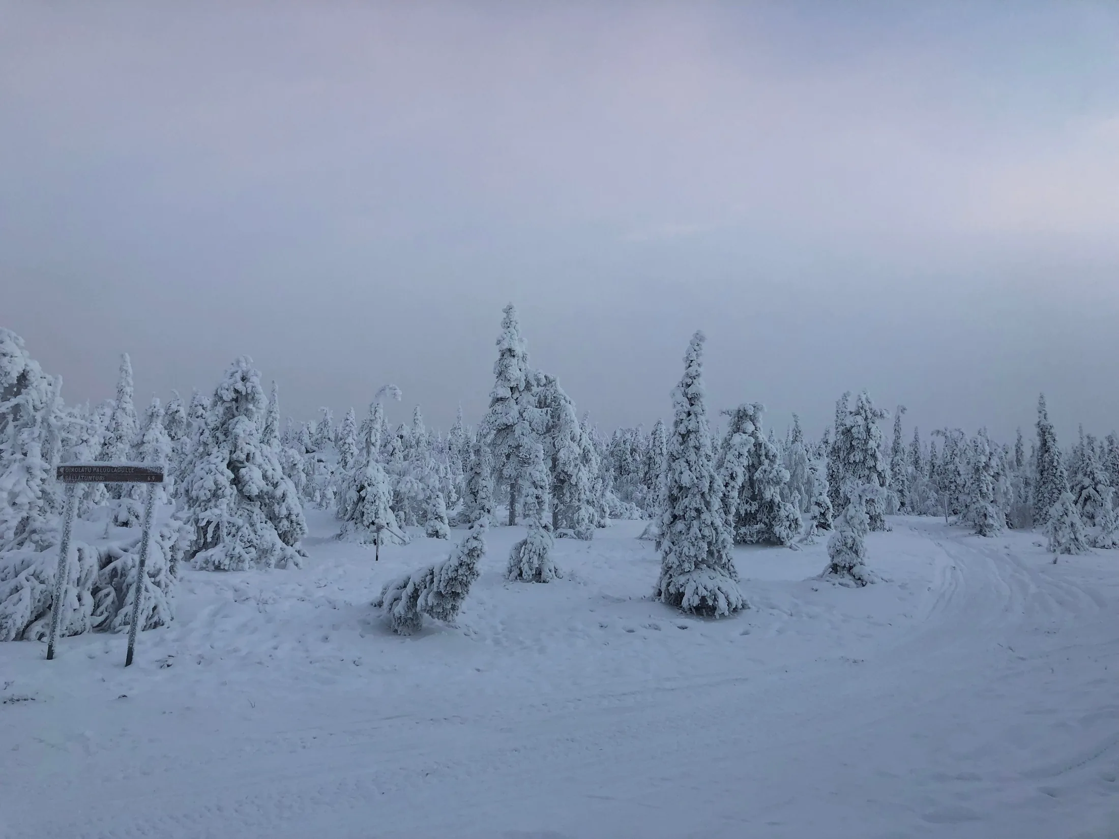Conifer trees heavily coated in snow and frost during winter twilight in Rovaniemi.